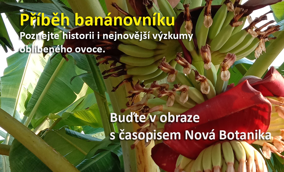 Příběh banánovníku - Jak je odhalováno tajemství dědičné informace banánovníku?
