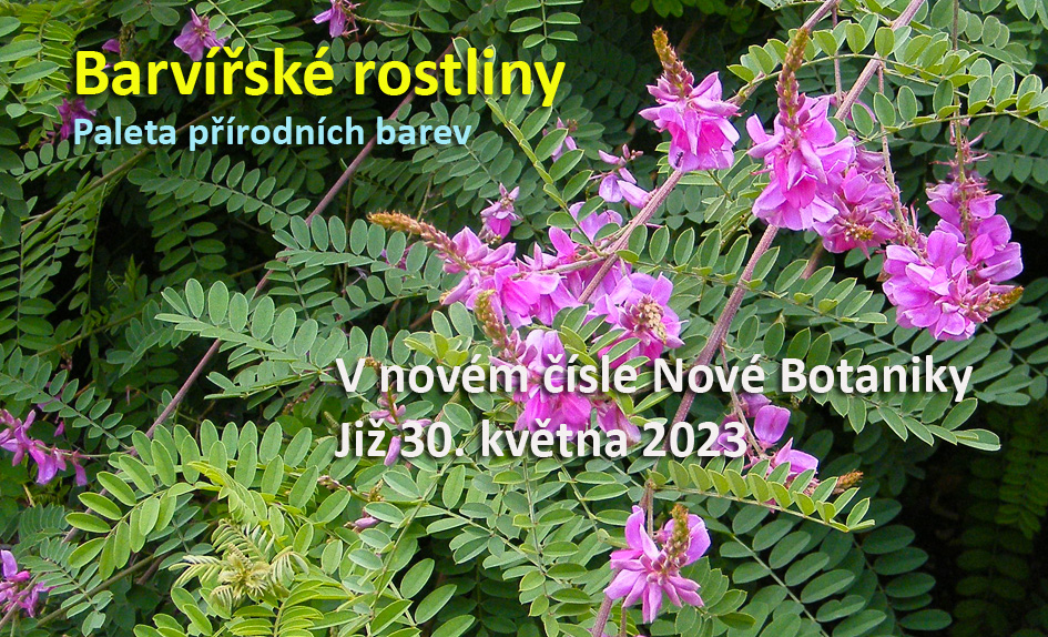 Barvířské rostliny