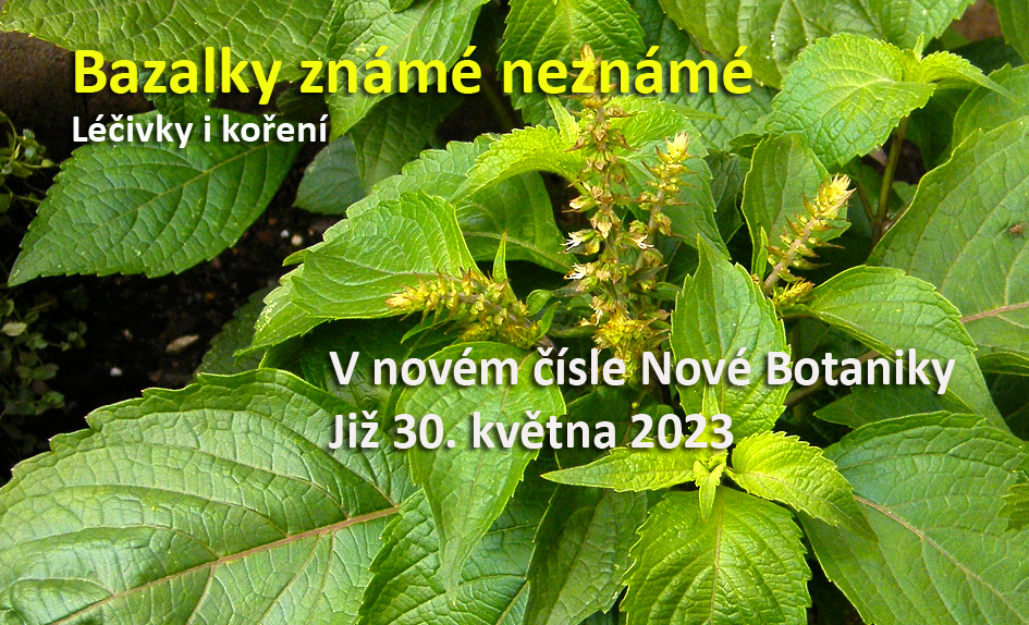 Bazalky