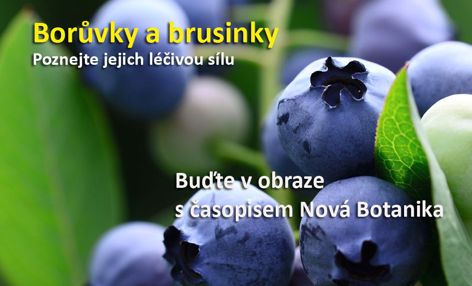 Borůvky a brusinky