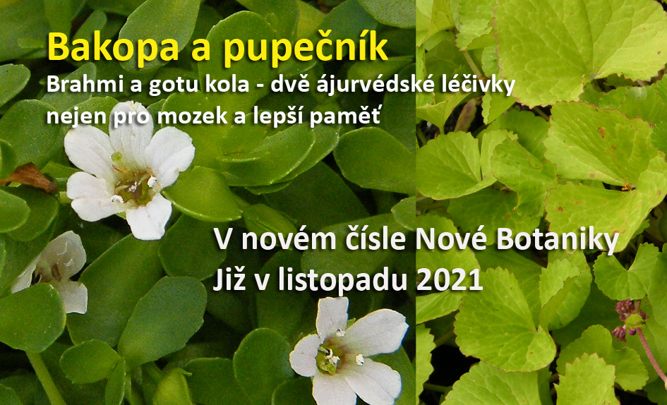 Bakopa a pupečník nejen pro mozek