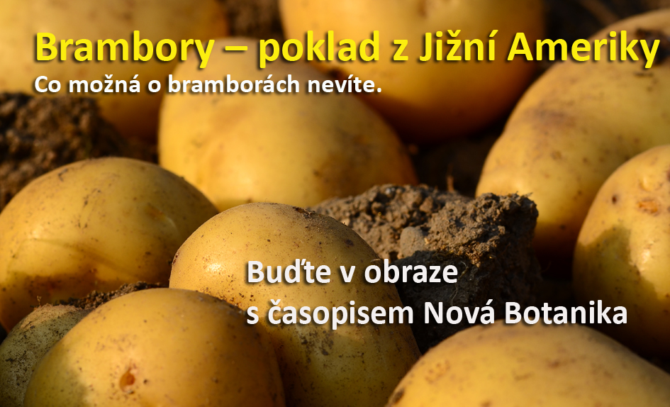 Brambory - poklad z Jižní Ameriky