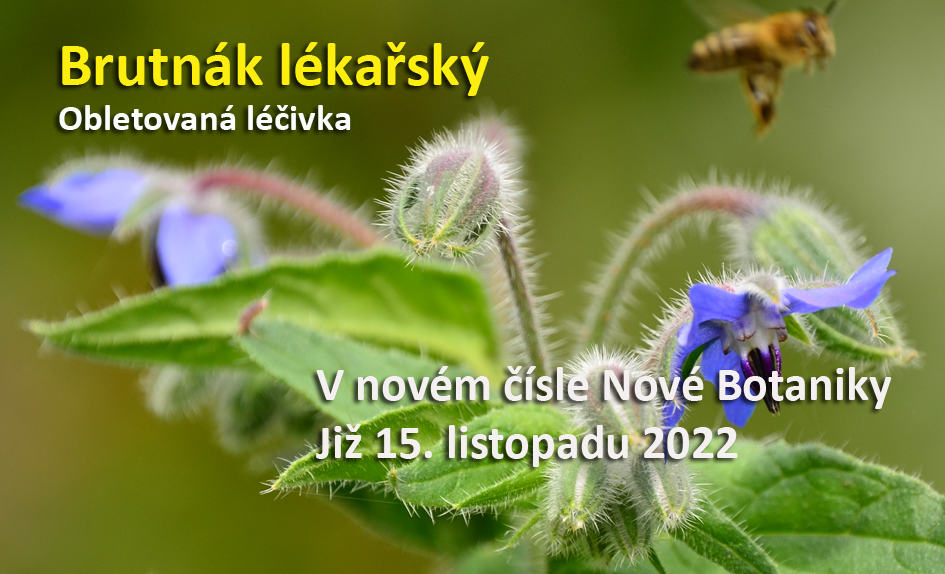 Brutnák