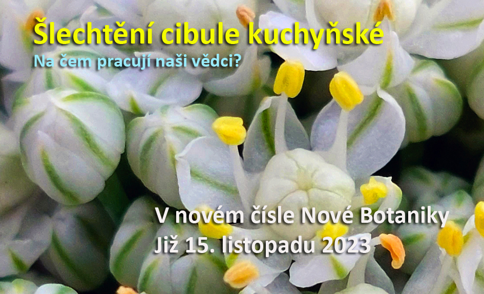 cibule