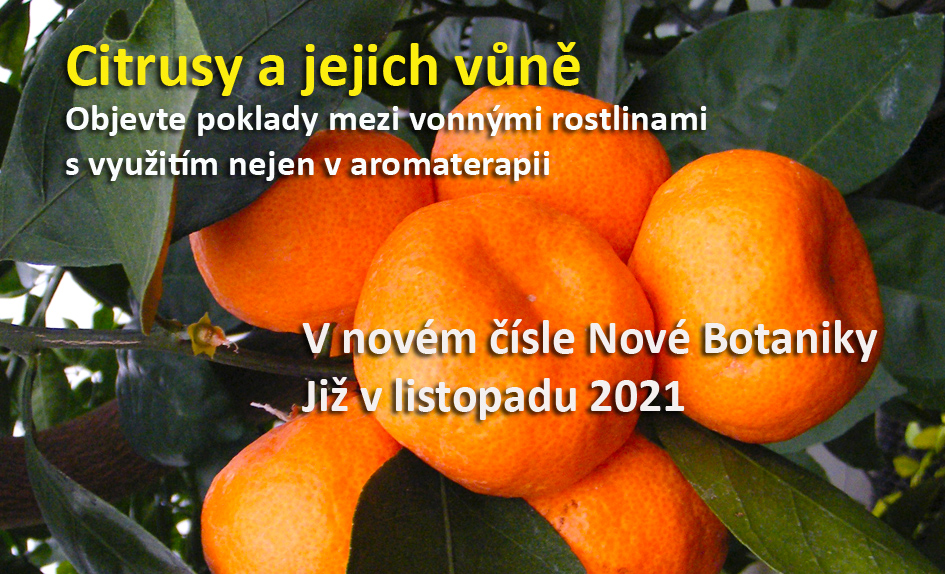 Citrusy a jejich vůně