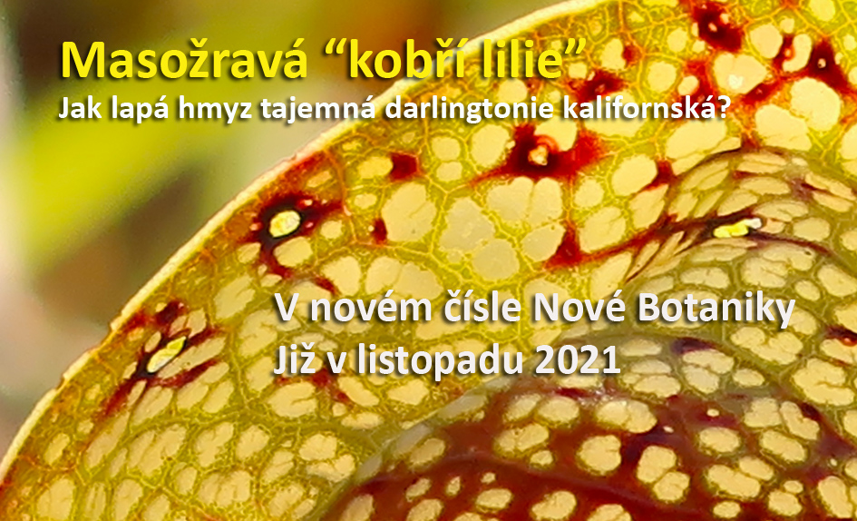 Kobří lilie