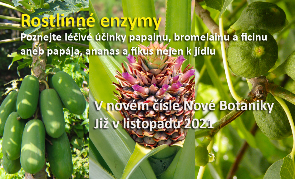 Papája, ananas a fíkus