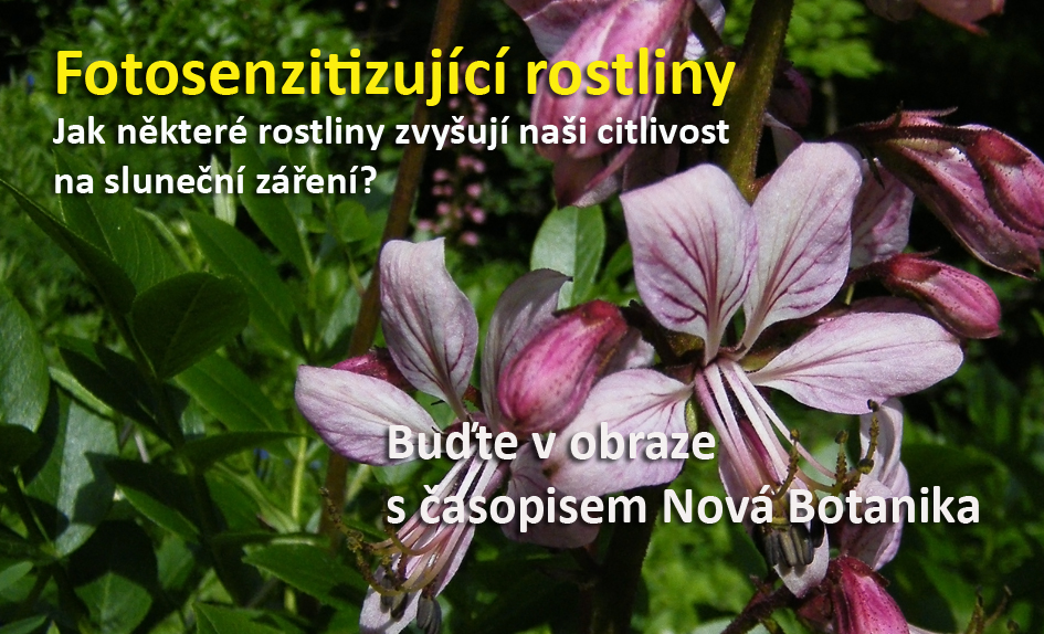 Fotosenzitizující rostliny