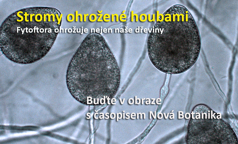 Fytoftora hrozí