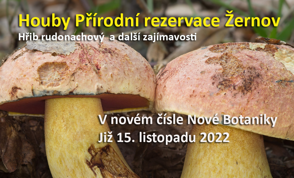 Žernov