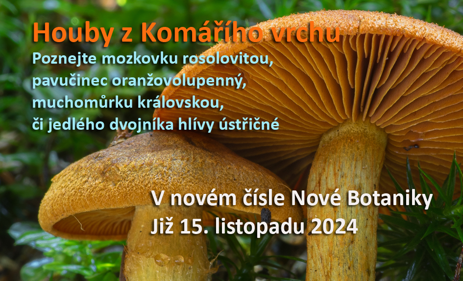 houby Komáří vrch