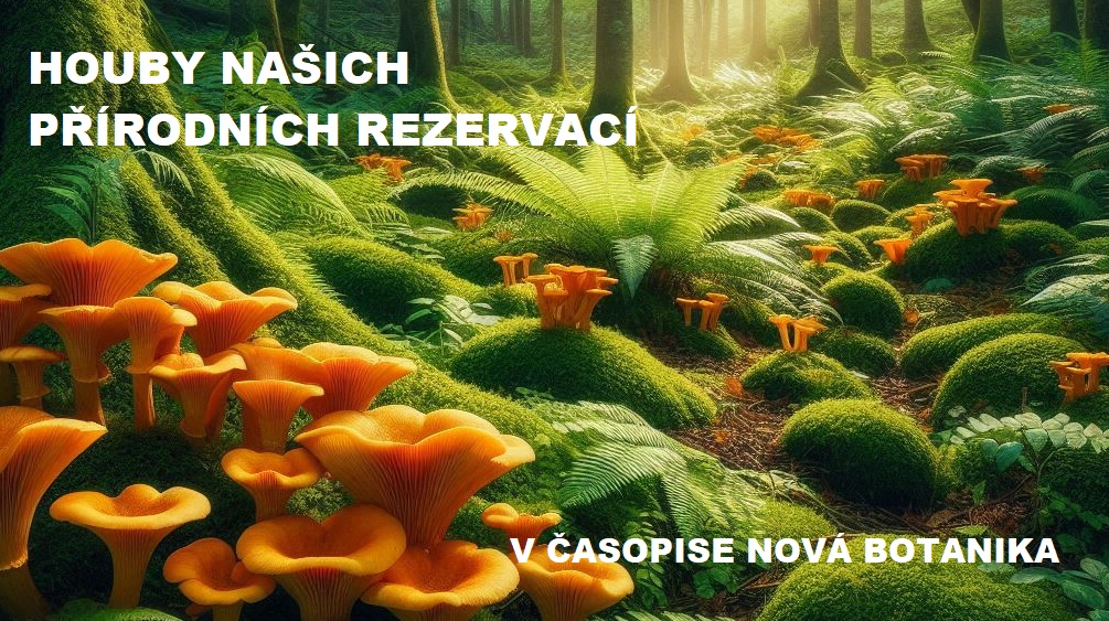 Houby rezeravcí