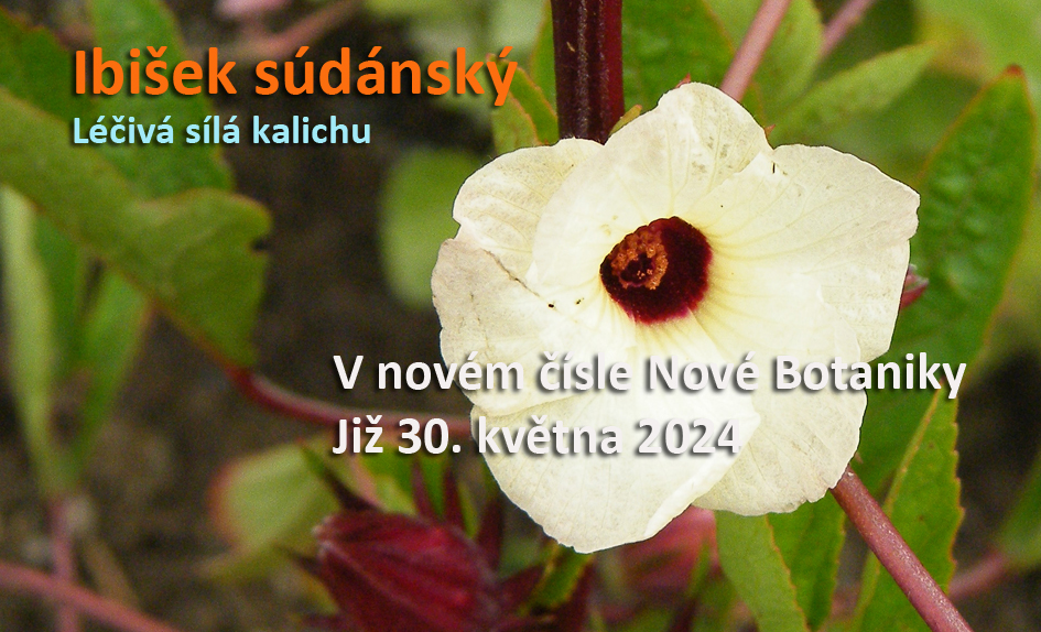 ibišek