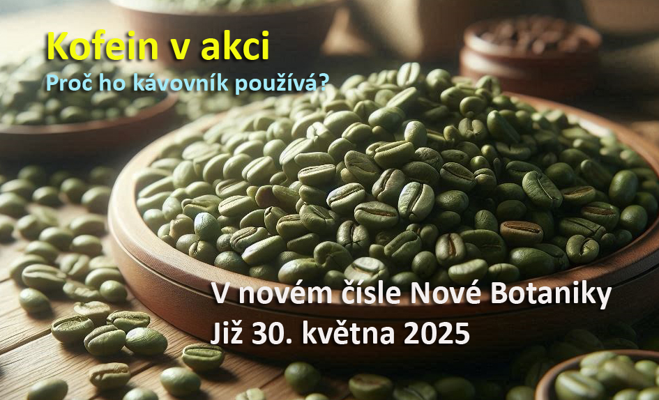kávovník v akci