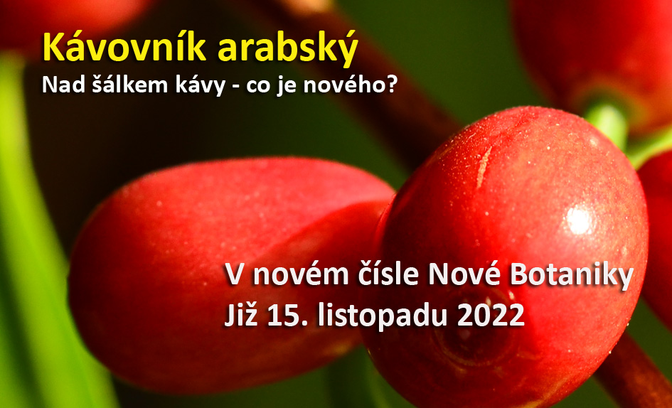 Kávovník