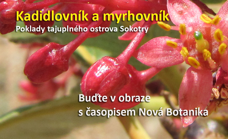 Kadidlovník