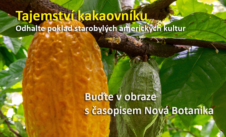 Kakaovník