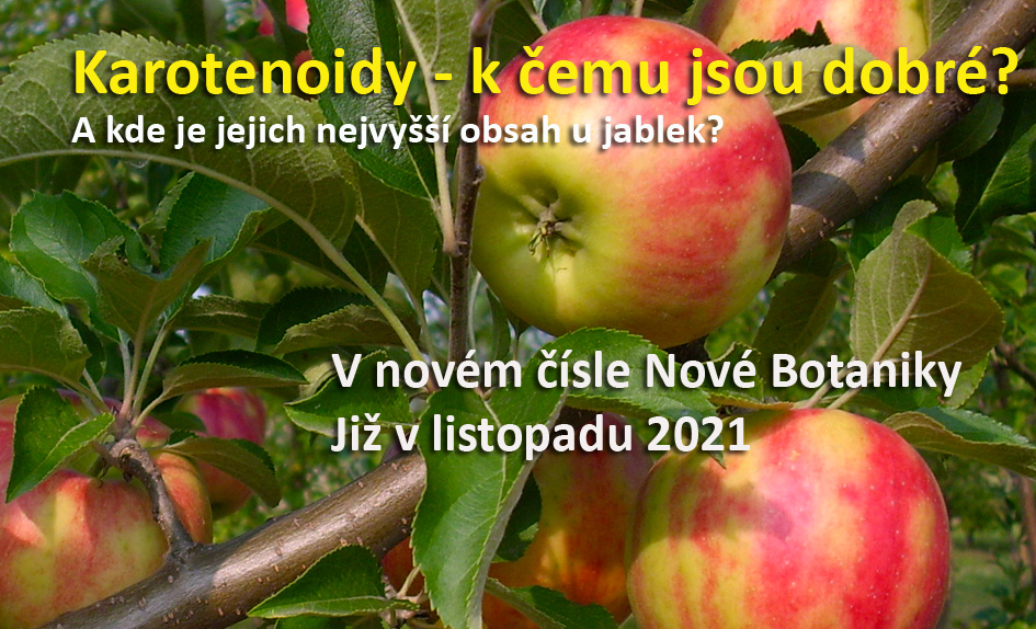 Karotenoidy u jablek