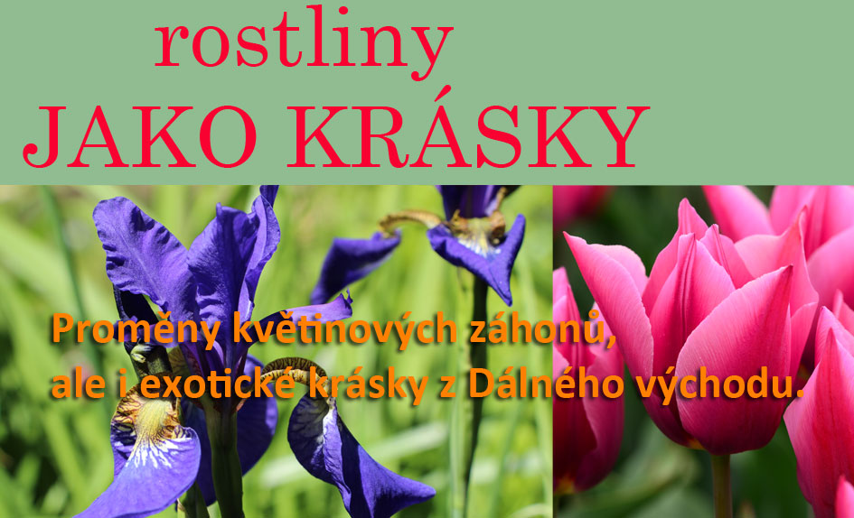 Rostliny jako krásky
