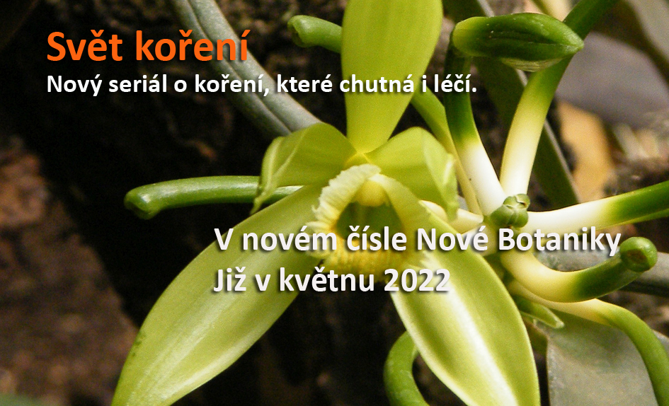 Koření
