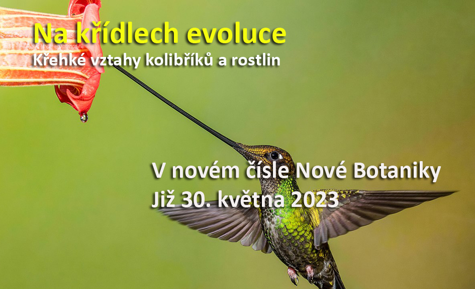 Kolibřík