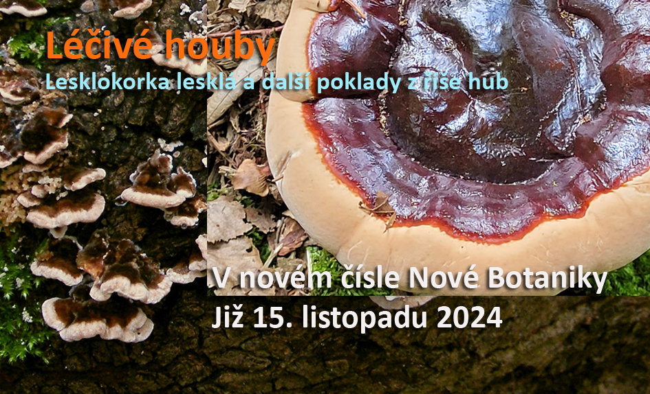 léčivé houby