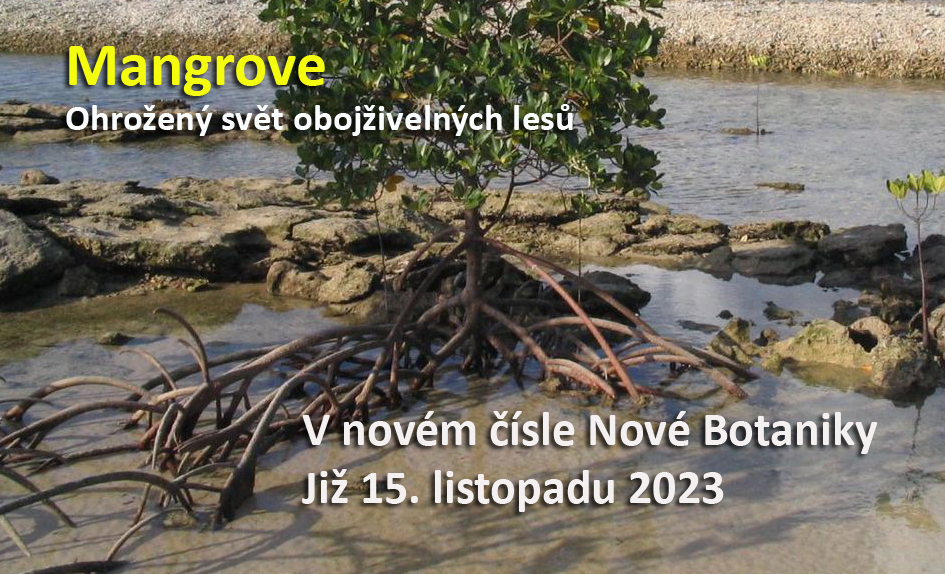 Mangrove