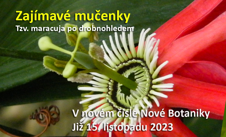 Mučenky