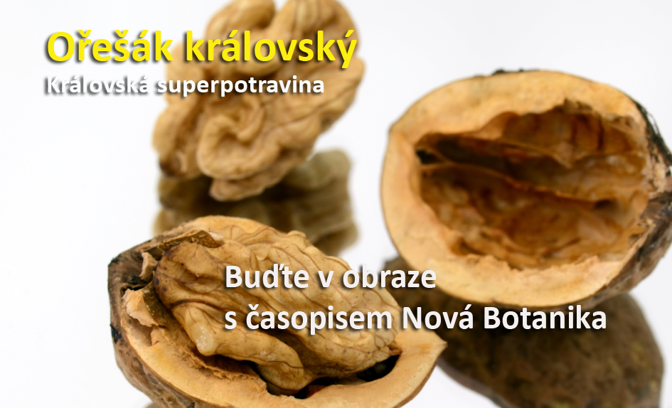 Ořešák královský