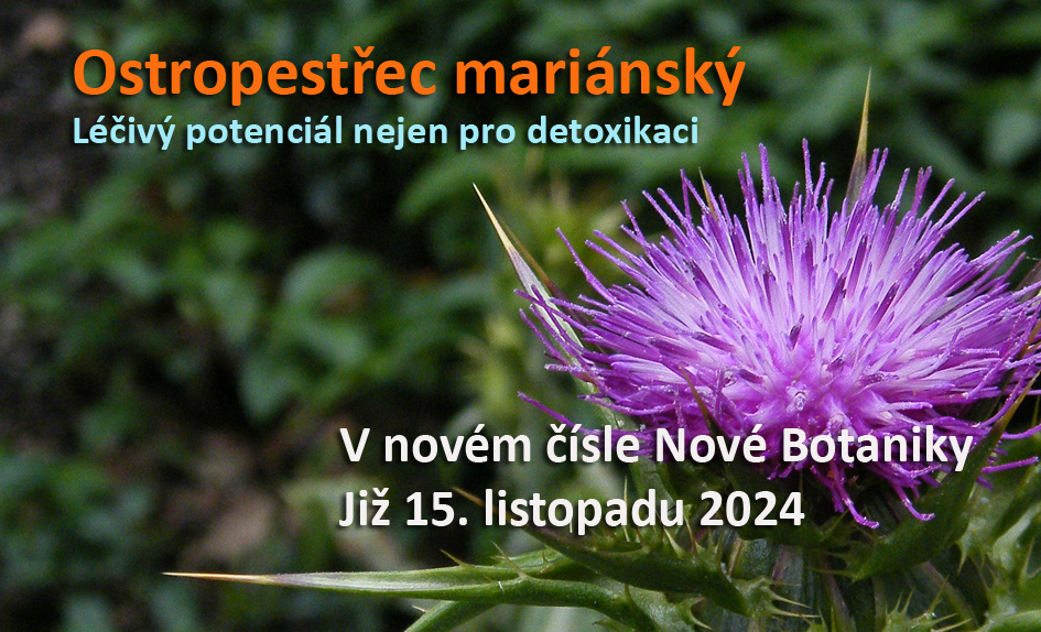 ostropestřec