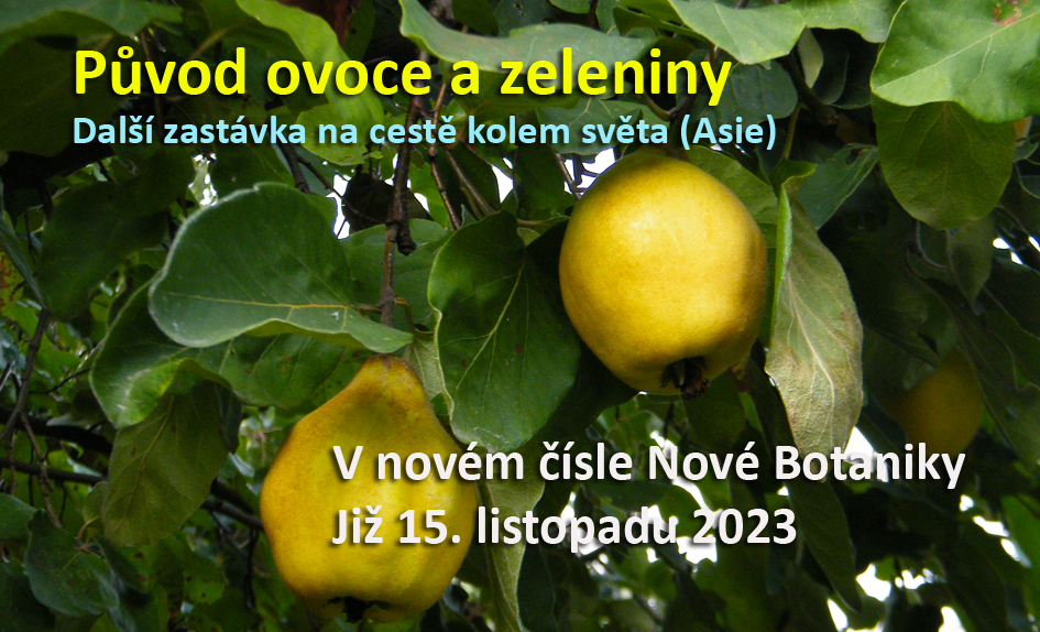 ovoce a zelenina