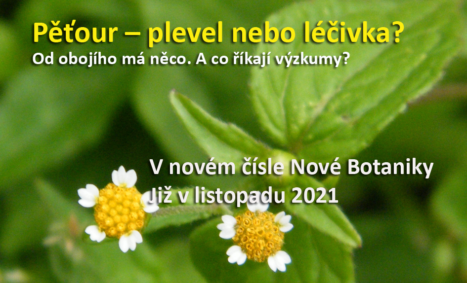Pěťour - plevel nebo léčivka?