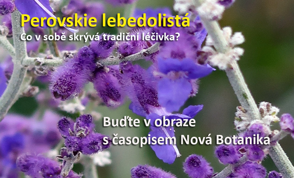 Perovskie lebedolistá
