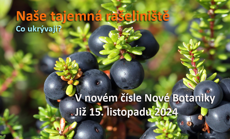 rašeliniště