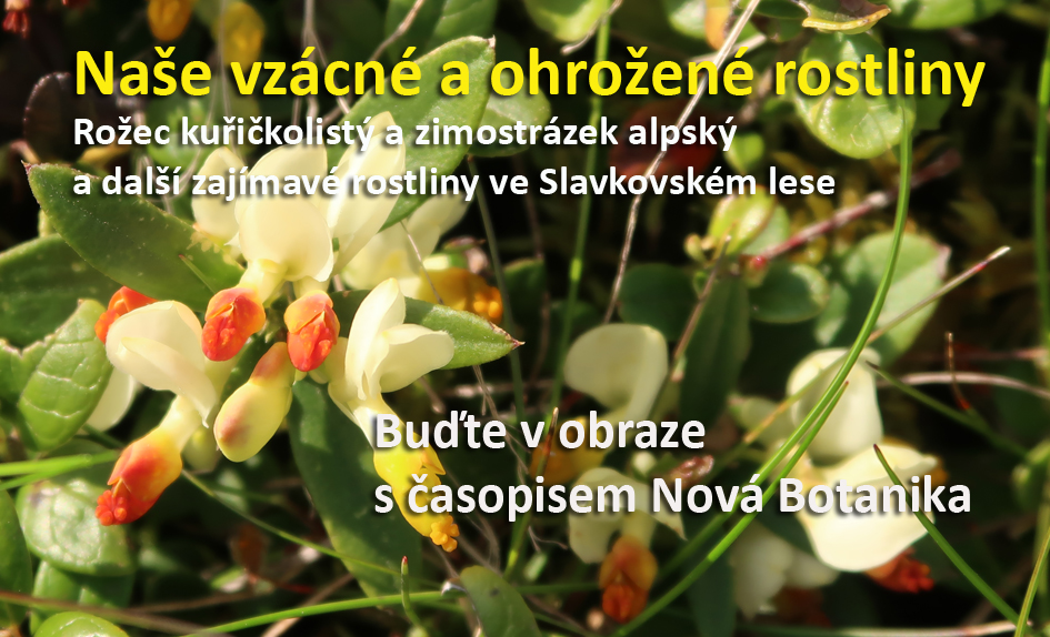 Zimostrázek alpský