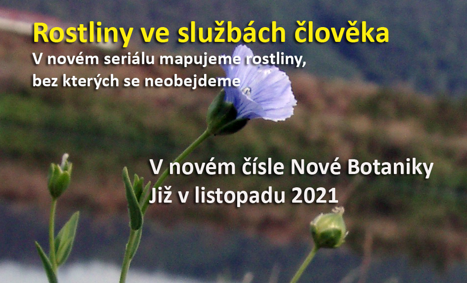 Rostliny ve službách člověka