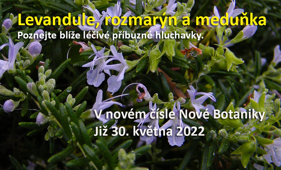 Rozmarýna