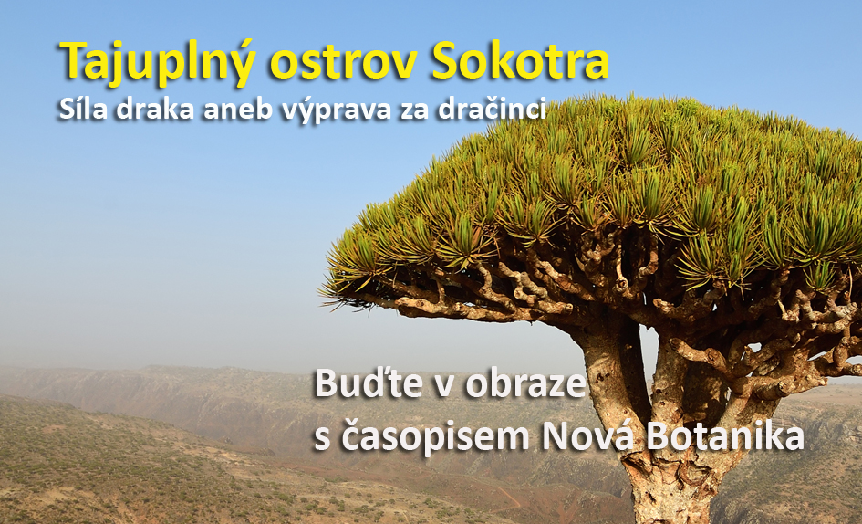 Výprava za dračinci na Sokotře