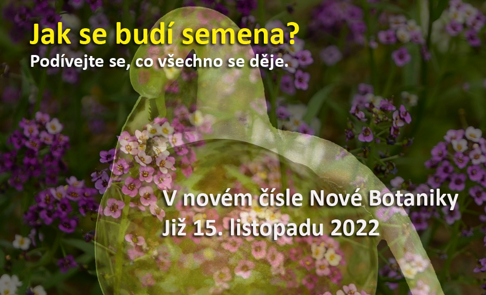 Jak se budí semena?