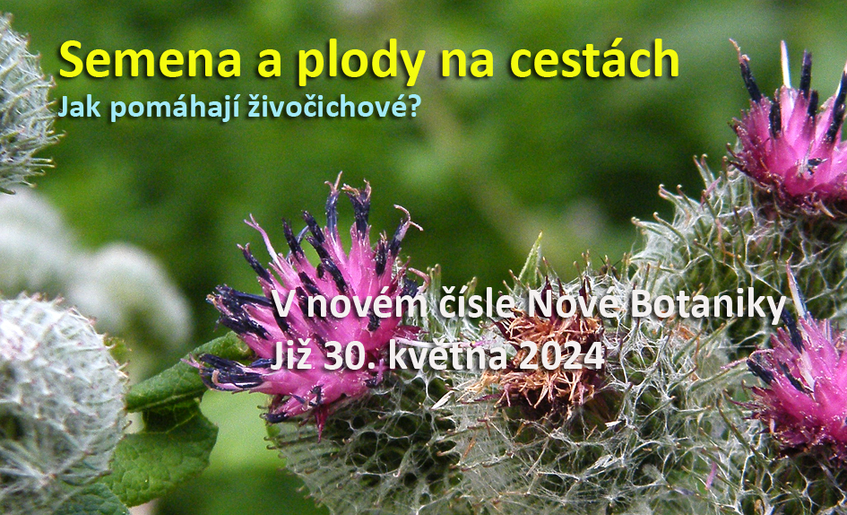 semena na cestách