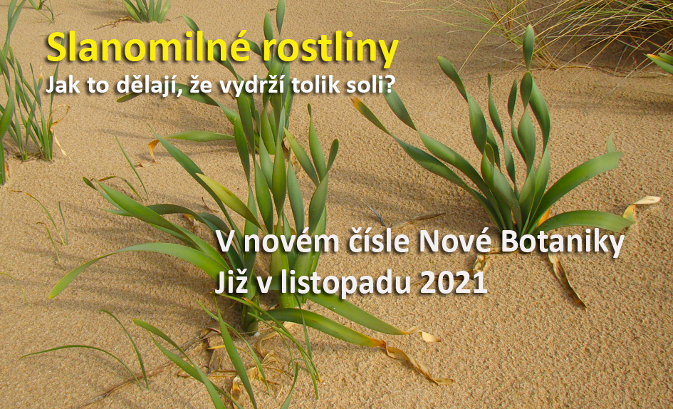 Slanomilky