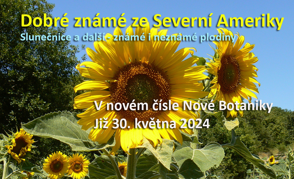slunečnice