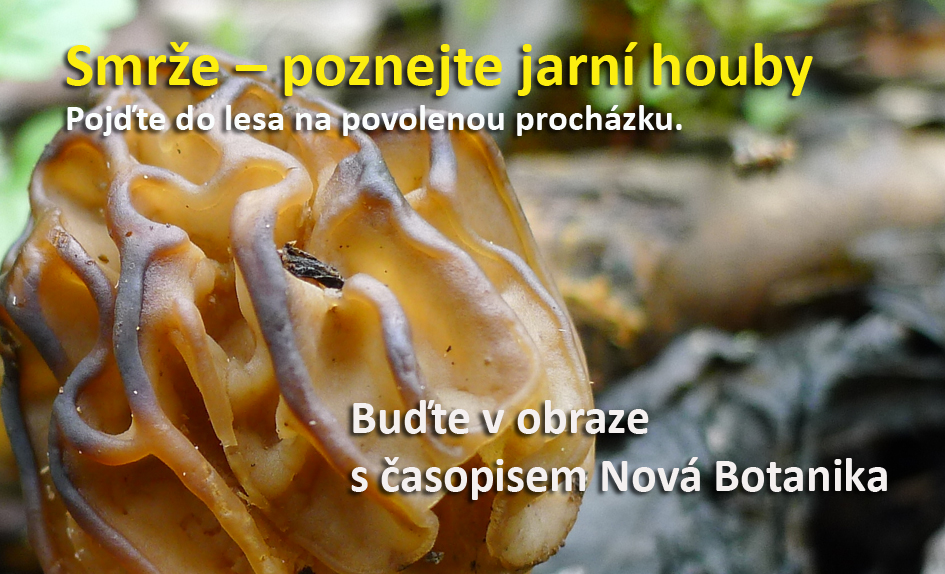 Smrže - poznejte jarní houby