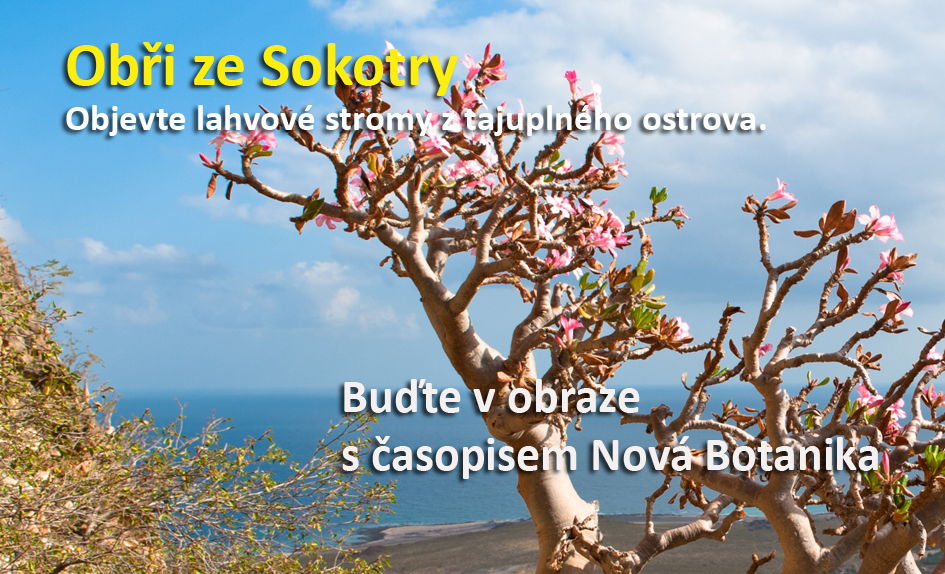 Lahvovník, šolucha a okurkovník - obří sukulenty Sokotry