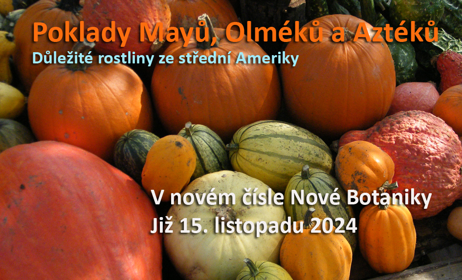střední Amerika