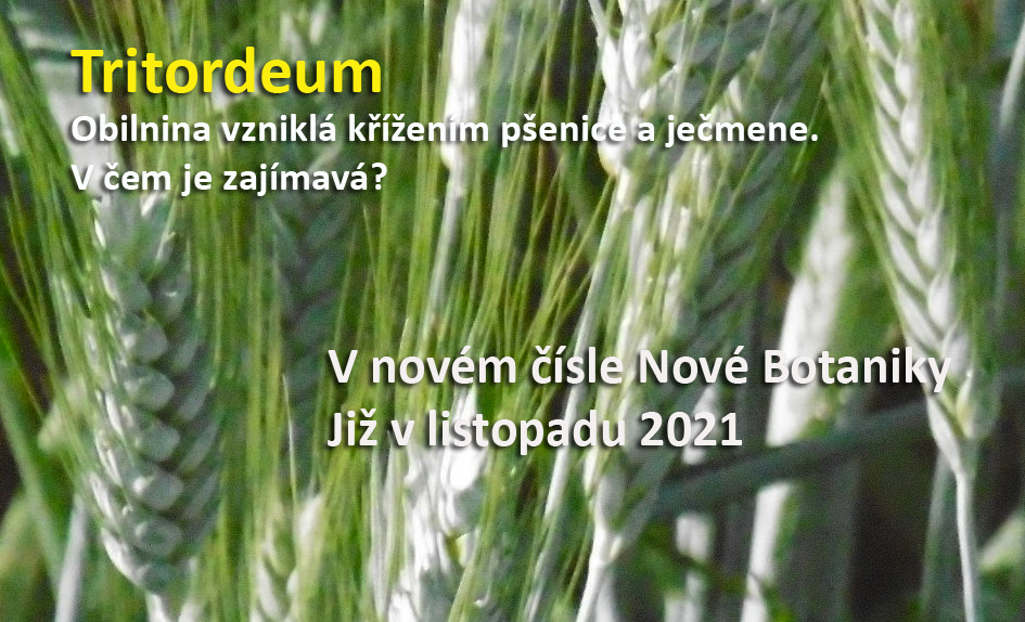 Tritordeum