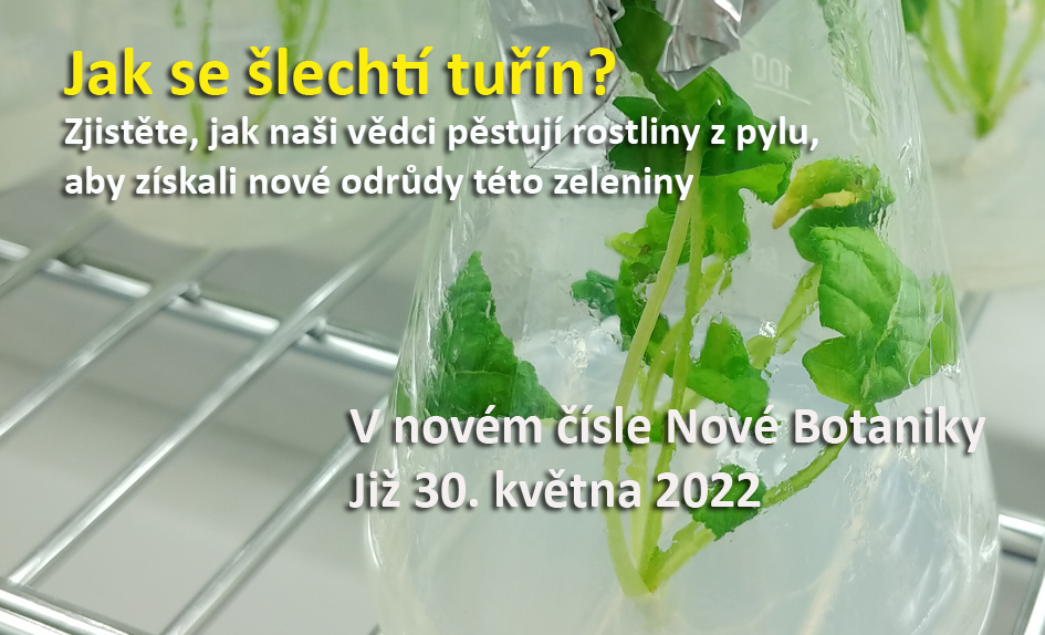 Tuřín