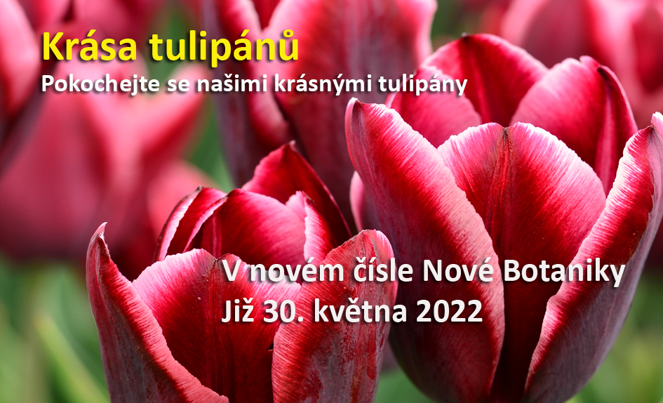 Tulipány