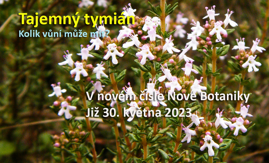 Tymián