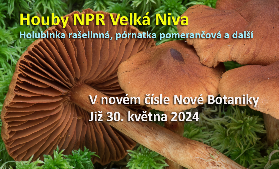 velká niva